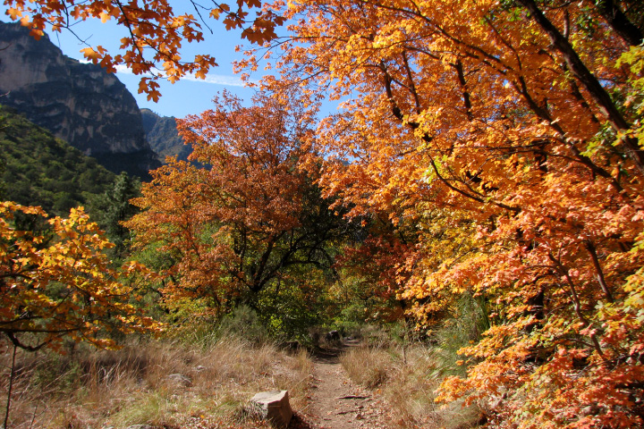 A dusty trail running through the center of the photograph is flanked by small trees with yellow and orange leaves. The sun is shining, and some tall, steep mountain ridges are visible on the left.