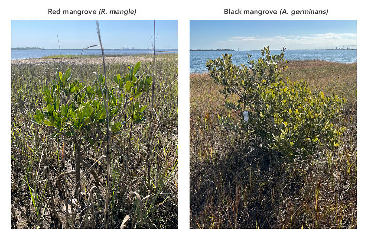 Two photographs show young mangrove trees growing amid a coastal marsh in Georgia. A red mangrove (left) and black mangrove (right) are in the foreground, with water in the background and more land in the far distance.