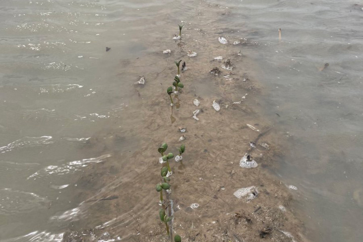 The tops of small plants rise above floodwater in this photograph taken from the ground.