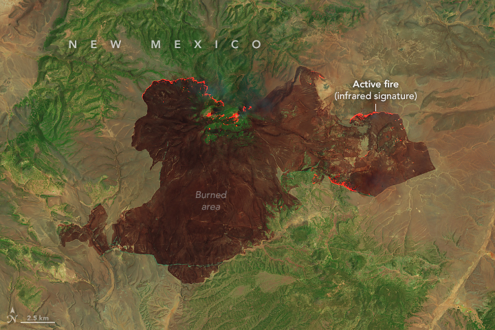 A similar false-color satellite image shows the burned area left by the Buck fire. On June 14, the fire had charred an area several times larger than the Trout fire. The image shows a significant amount of activity on the northern side of the fire's perimeter.