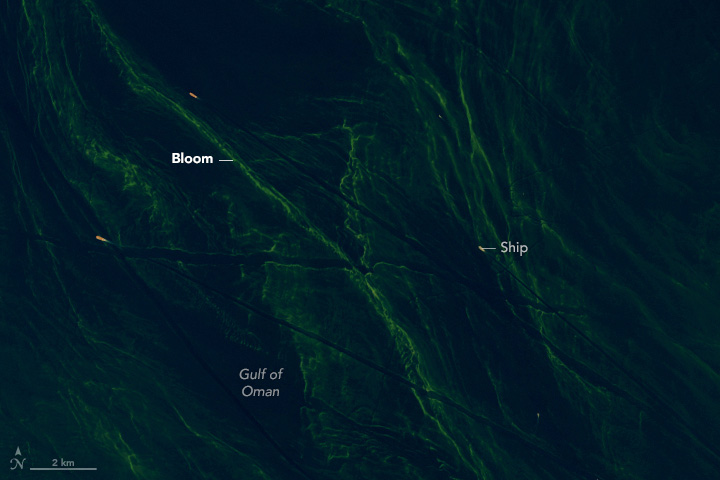 This is a higher-resolution view of part of the image above. It shows linear wakes left by ships cutting through green lines of phytoplankton oriented in a north-south direction.
