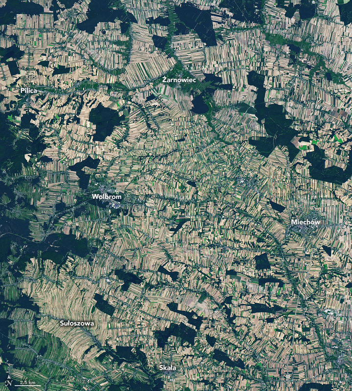 A satellite image shows a wide area with green and tan farm fields in Poland. Several towns and irregularly shaped patches of dark green forest are interspersed with farming areas. Most fields are very long and skinny and clustered in bunches of parallel plots.