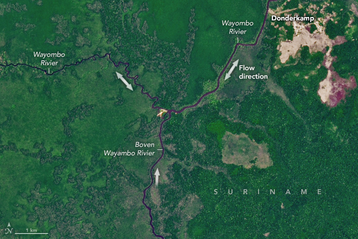 Three branches of dark, narrow rivers form a Y-like shape as they wind through green forest in a satellite image of Suriname. A light-colored cleared area and small settlement appear in the upper right corner.