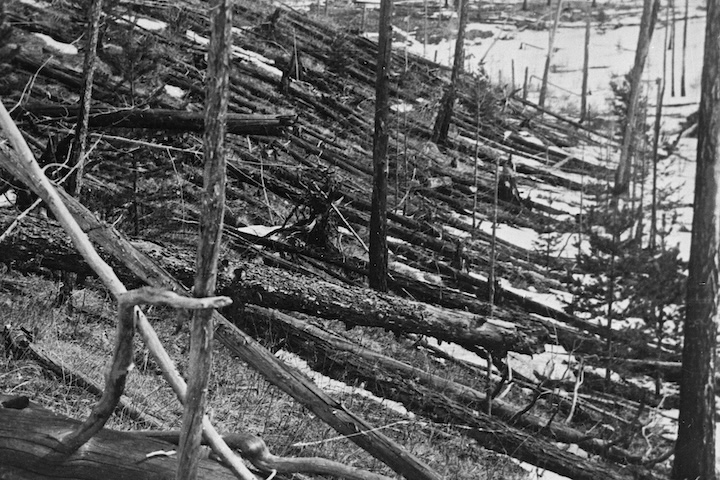 A black-and-white photo taken in 1939 features a long row of downed trees amid patches of grass and snow. A few stumps are still standing.