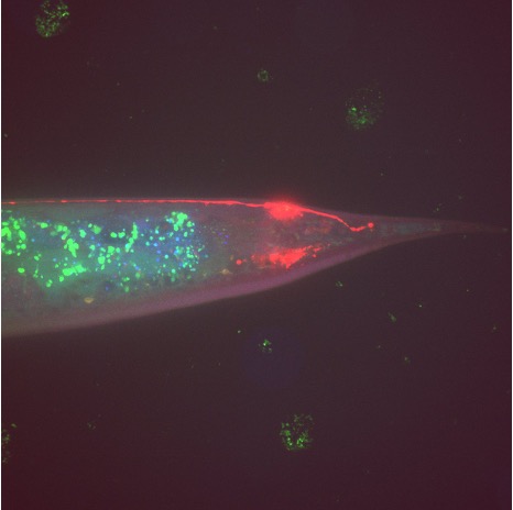 Transparent worm-like organism with bright red cells at one end and multiple green, fluorescent spots throughout its body, against a dark purple background.